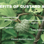 Benefits of Custard apple