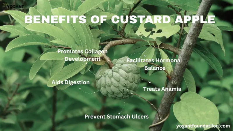 Custard Apple : Benefits of custard apple