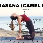 Ustrasana (Camel Pose) | Benefits | Technique | Importance & Hindi Meaning