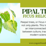 Peepal Tree | पिपल का पेड़