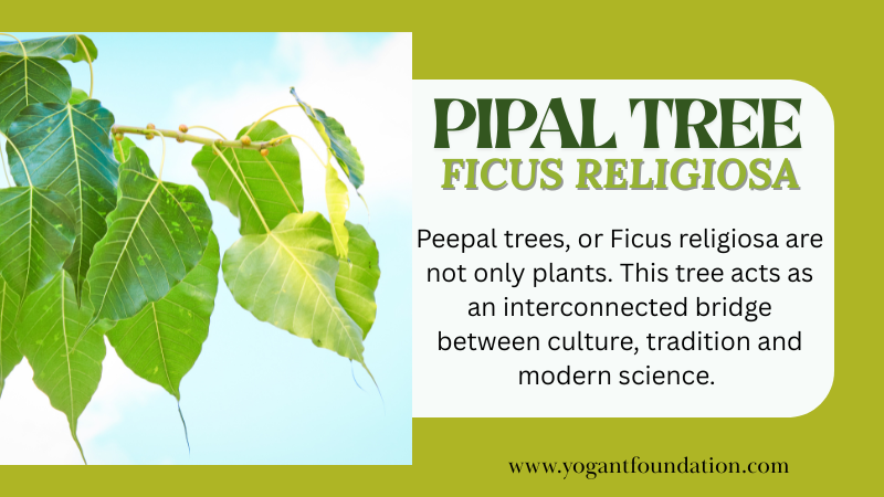 Peepal Tree | पिपल का पेड़
