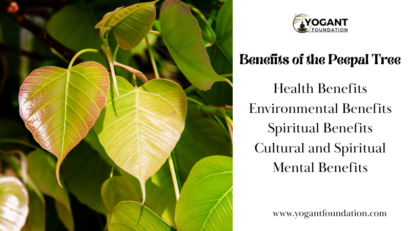 Benefits of the Peepal Tree