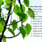 Giloy Plant Benefits, How to Make