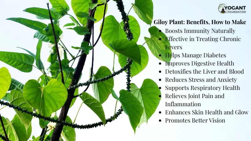 Giloy Plant Benefits, How to Make
