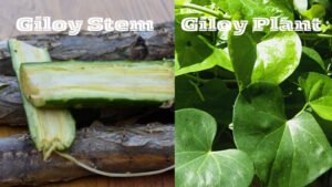 Giloy Stem and Giloy Plant