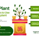 Tulsi Plant : Symbol of Goddess Laxmi