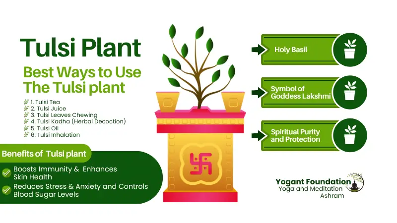 Tulsi Plant : Symbol of Goddess Laxmi