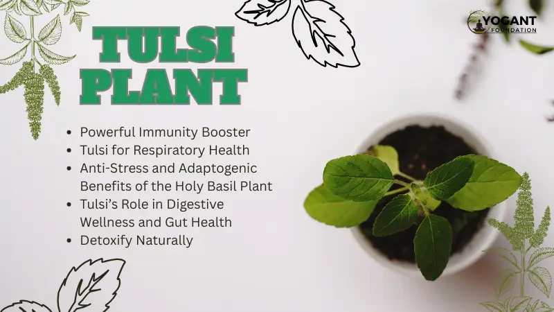 Tulsi plant - Benefits of Tulsi Plant