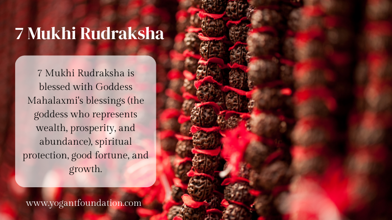7 Mukhi Rudraksha (7 मुखी रुद्राक्ष)