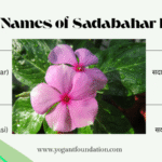 Sadabahar Plant सदाबहार फूल