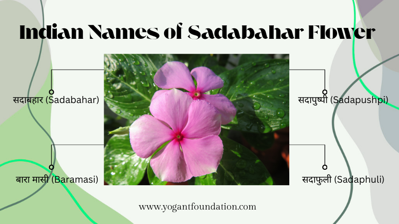 Sadabahar Plant सदाबहार फूल