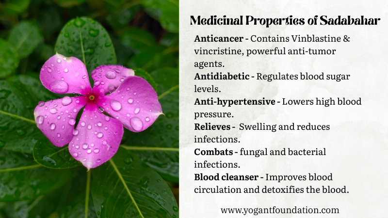 Medicinal uses of Sadabahar Flower