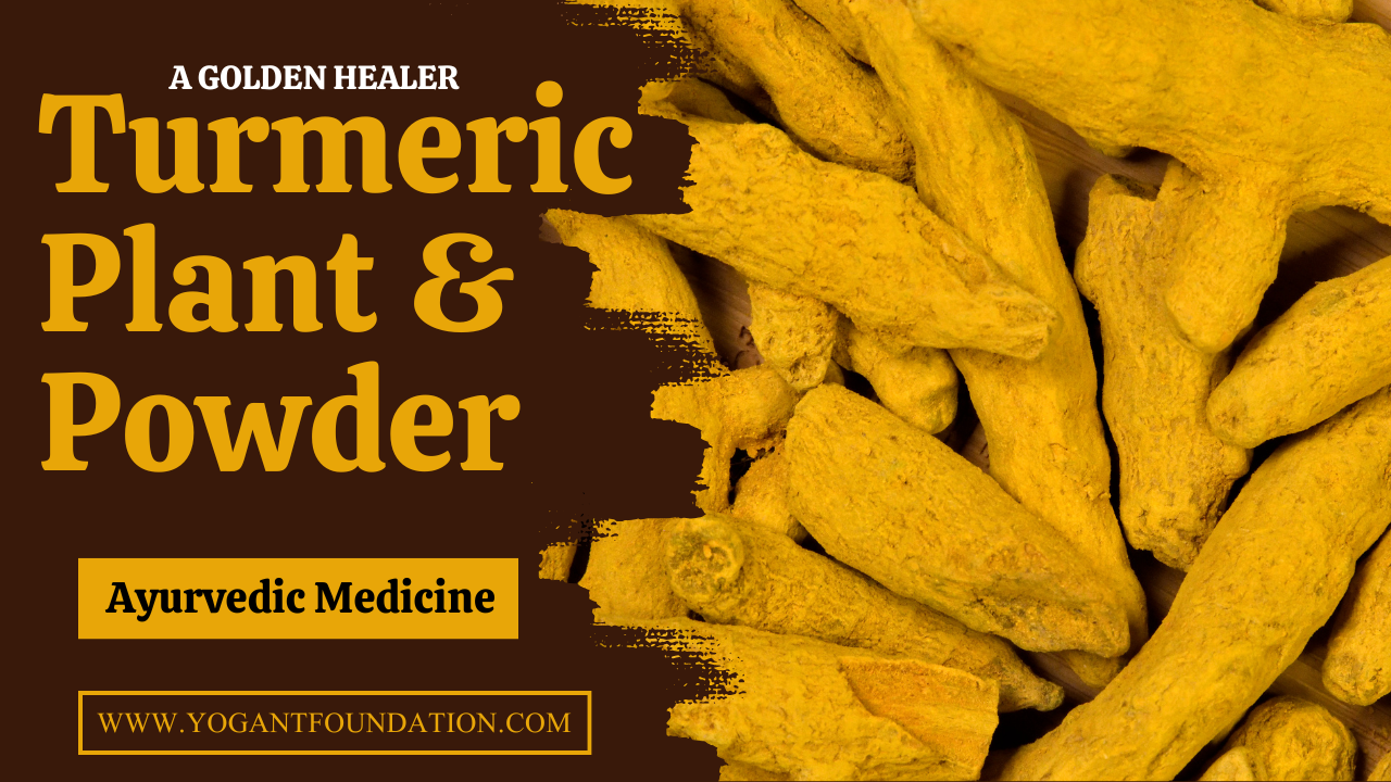 Turmeric Plant & Turmeric Powder