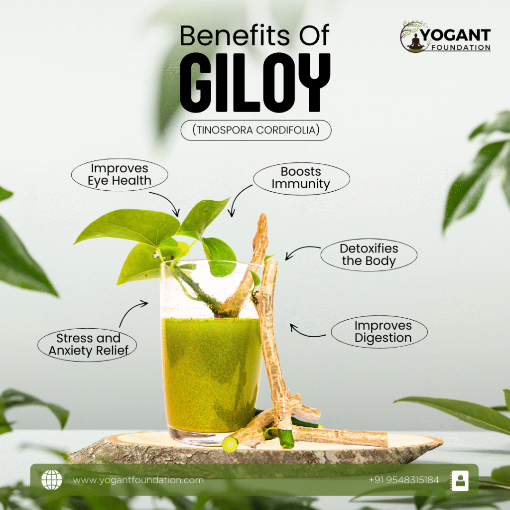 giloy juice benefits