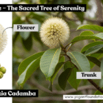 kadam tree