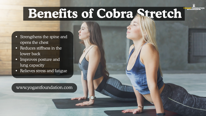benefits of cobra stretch