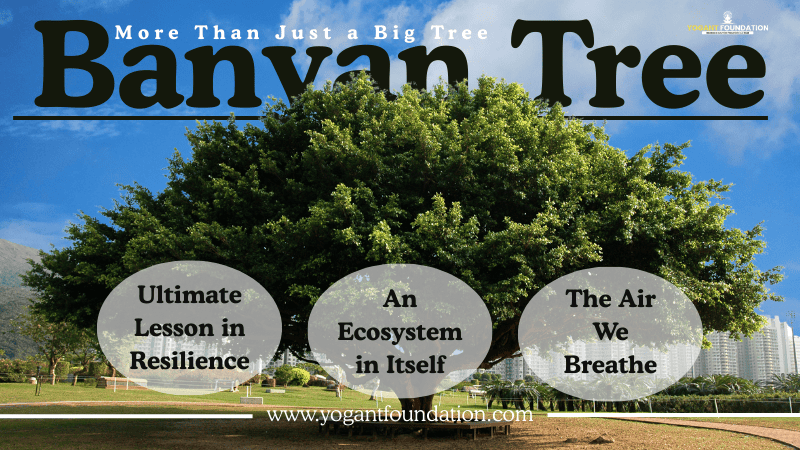 banyan-tree-images