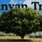 banyan-tree