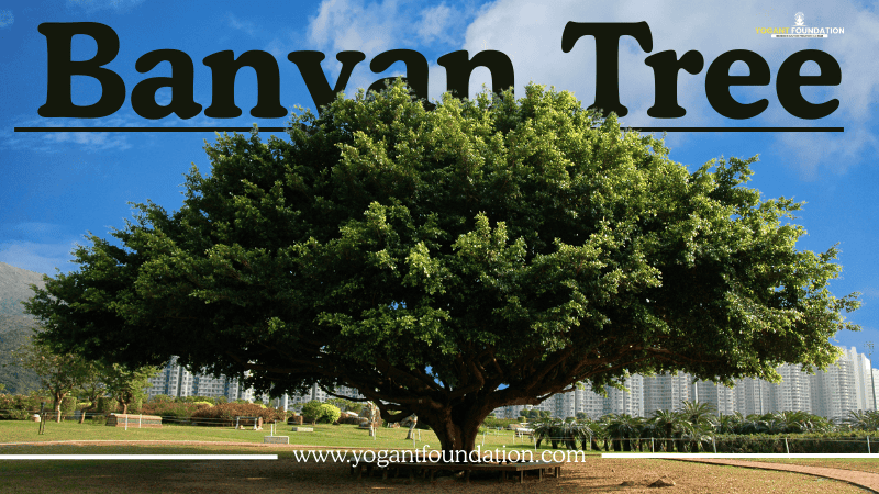 banyan-tree