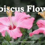 hibiscus-flower