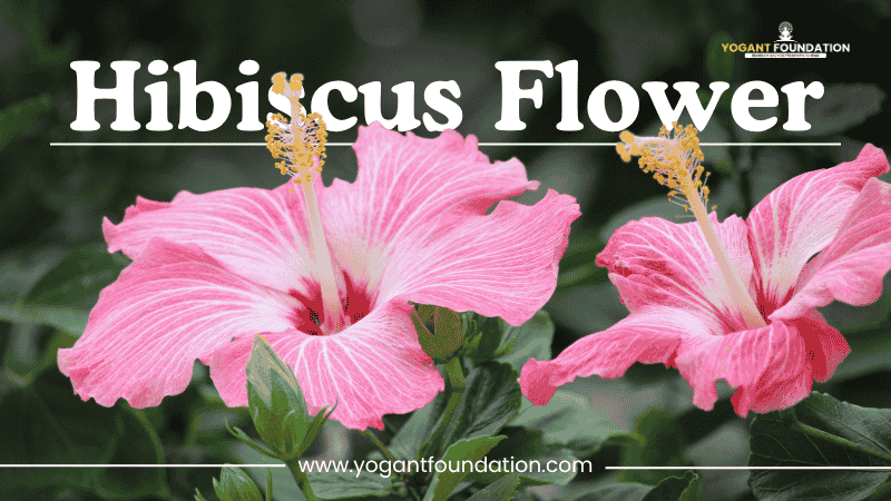 hibiscus-flower
