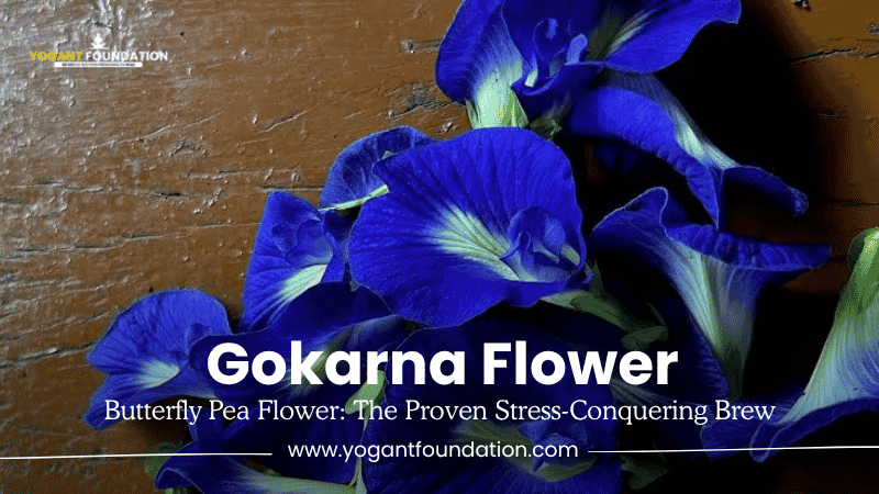 gokarna-flower