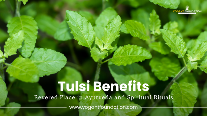 tulsi-benefits