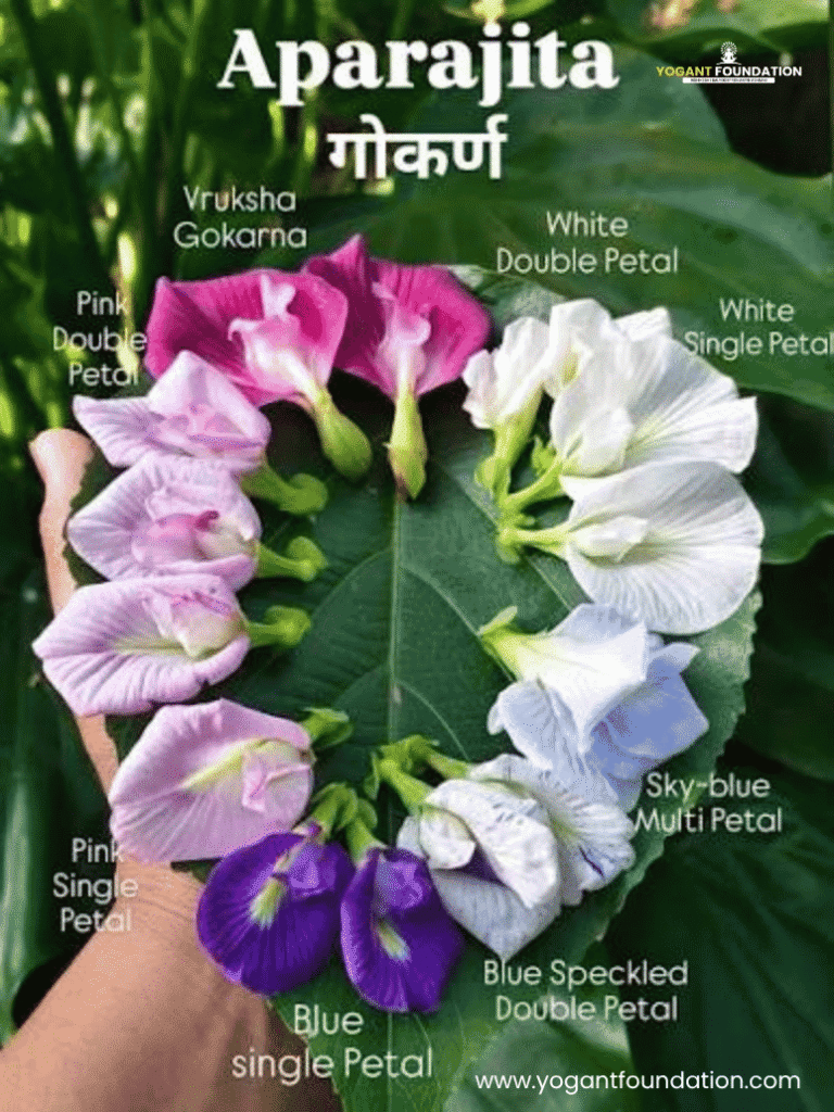 gokarna-flower