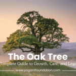 oak-tree