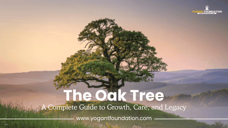 oak-tree