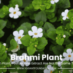 brahmi-plant