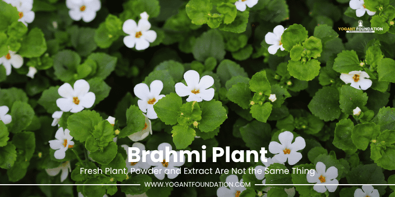 brahmi-plant
