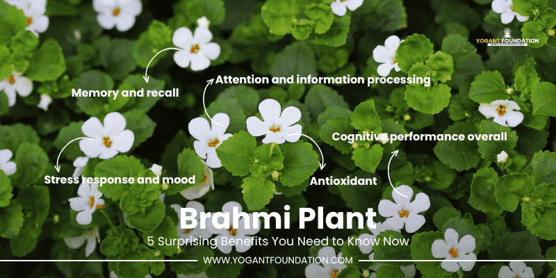 brahmi-plant-benefits