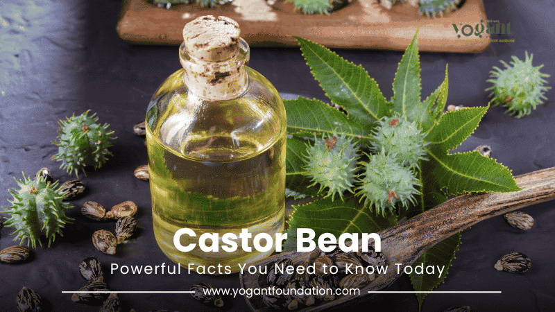 castor-bean
