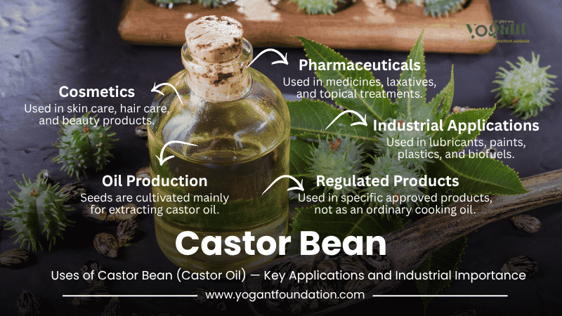 castor-bean-&-castor-oil
