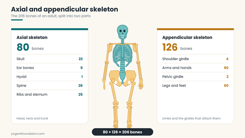 axial-and-appendicular-skeleton-chart