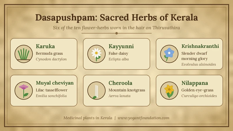 dasapushpam-herbs-kerala