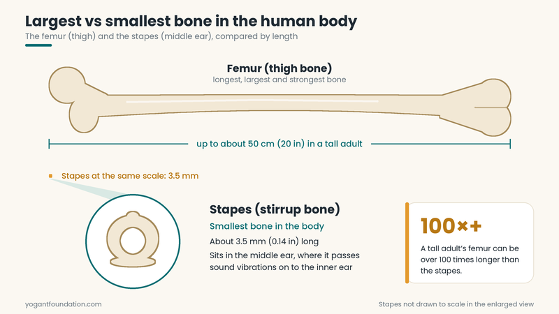 bones-in-human-body-femur-and-stapes-size-comparison