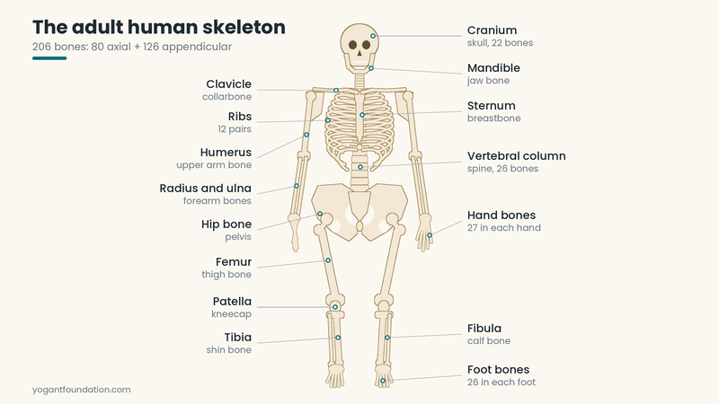 human-skeleton-labeled-diagram