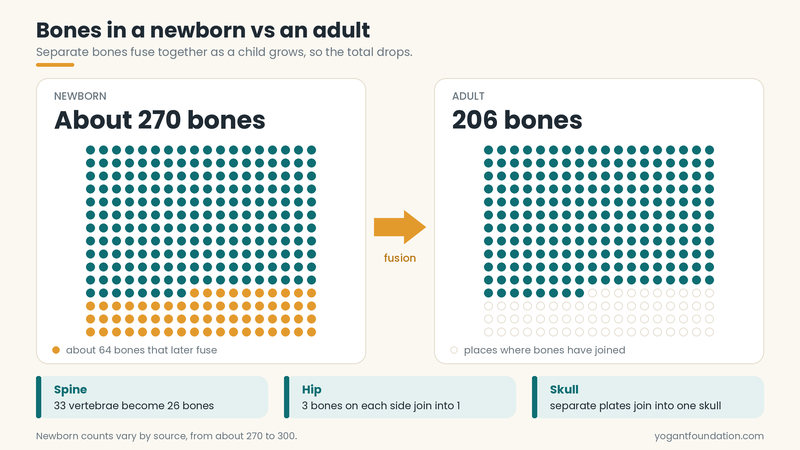 newborn-vs-adult-bone-count