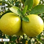 sweet-lime-mosambi-benefits